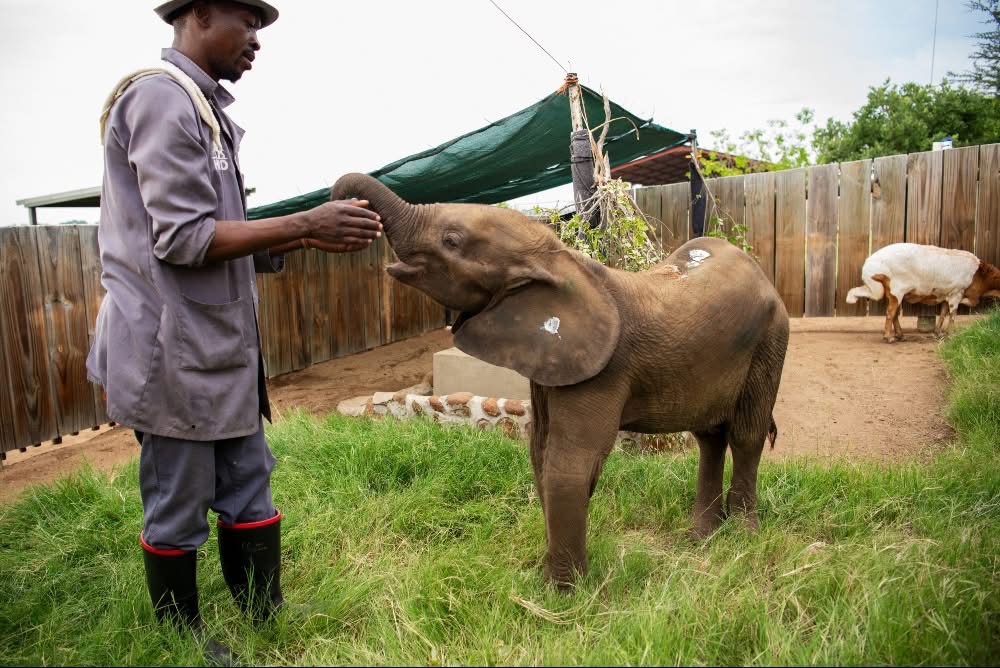 Elephant Orphanage