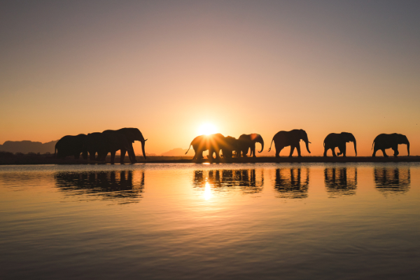 The Critical State of African Elephants in 2026