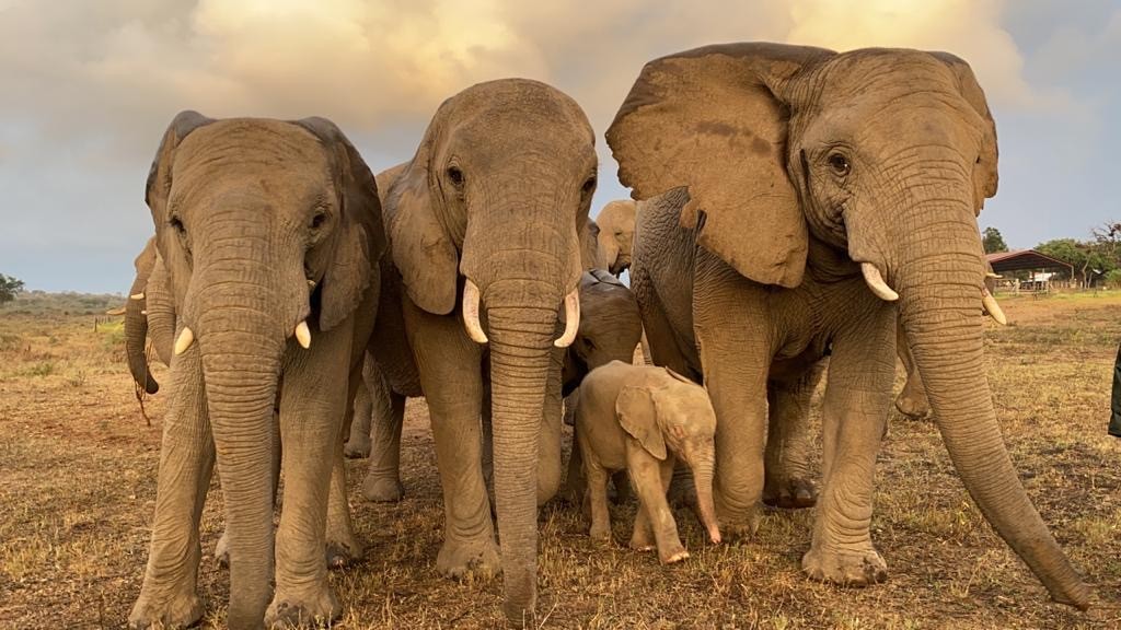 Khanyisa with the Jabulani Herd
