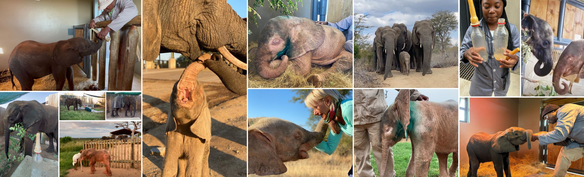Wildlife Conservation Projects