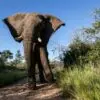 Support Elephant Fishan - Image 3