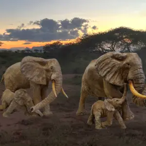 Elephant Sculptures