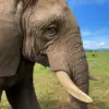 Support Elephant Fishan - Image 2