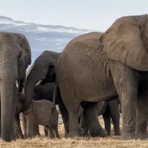 Jabulani Herd South Africa