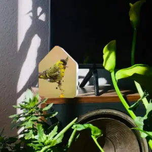 Nature Boxes